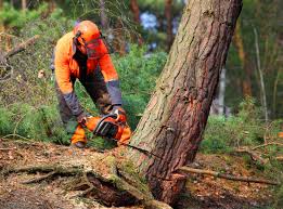 Best Storm Damage Tree Cleanup  in Gouldtown, NJ