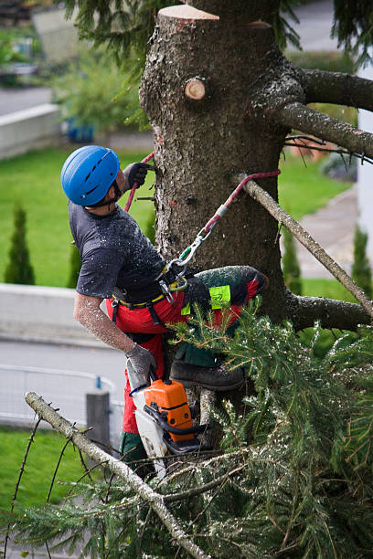 Best Tree Health Inspection  in Gouldtown, NJ