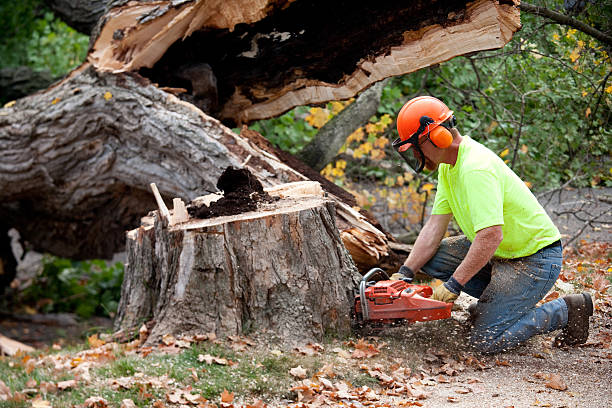 Best Arborist Consultation Services  in Gouldtown, NJ