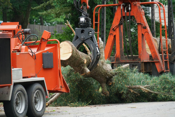 Best Hedge Trimming  in Gouldtown, NJ