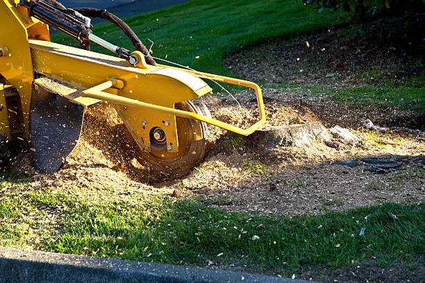 Best Tree Removal  in Gouldtown, NJ