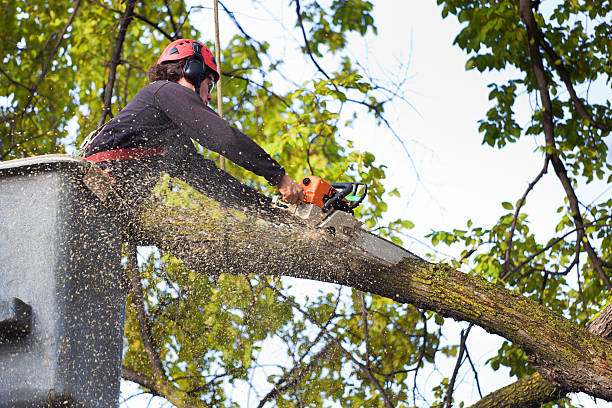 How Our Tree Care Process Works  in  Gouldtown, NJ