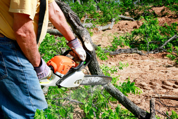 Best Grass Overseeding  in Gouldtown, NJ